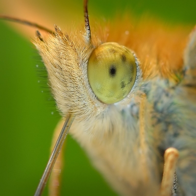 Кровососущая бабочка